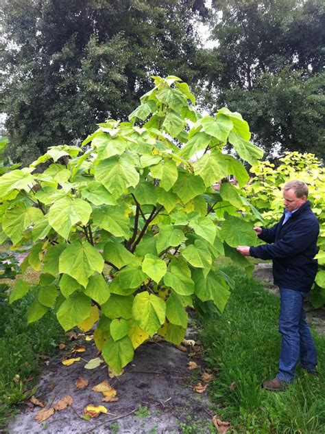 Paulownia tomentosa - Empress or Foxglove Tree - Deepdale Trees