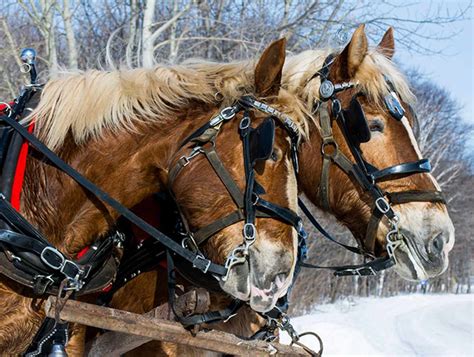 Sucrerie Blouin | Maple Sugar Shacks | Quebec City and Area