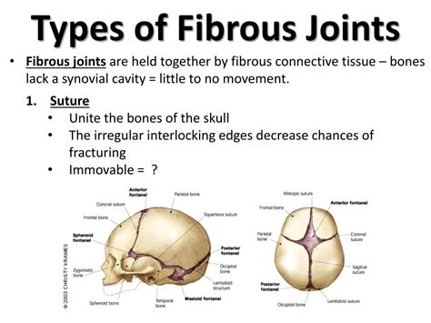 PPT - Joints PowerPoint Presentation, free download - ID:2034256