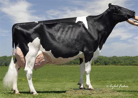 Breeds of Dairy Cattle | Dairy Moos