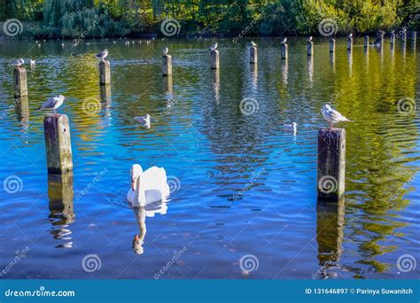 Swans Swimming in the Serpentine Lake in Hyde Park, England Stock Image ...