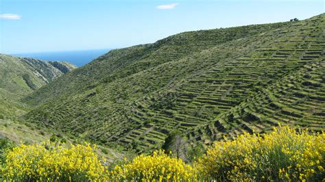 File:Lavender fields.jpg - Wikipedia