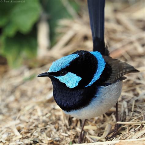 Male Superb Fairy-wren | BIRDS in BACKYARDS