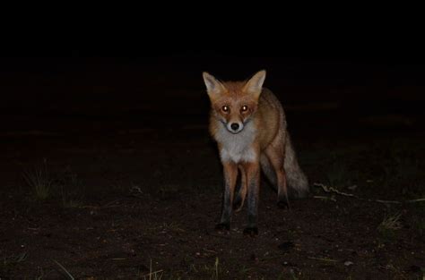 Foxes Hunting at Night - Tips for Successful Hunts