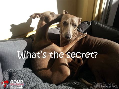 Italian Greyhound Memes - part 1 - ROMP Italian Greyhound Rescue ...