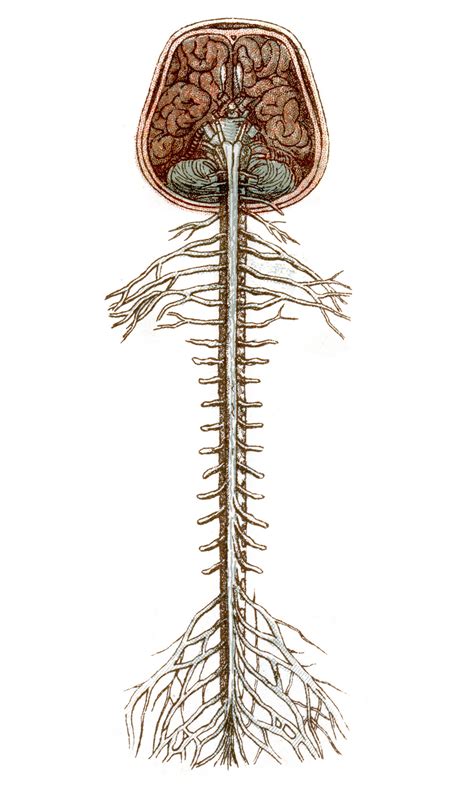 The spinal cord - Queensland Brain Institute - University of Queensland