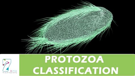 👍 General characteristics of phylum protozoa. Phylum Protozoa, General ...