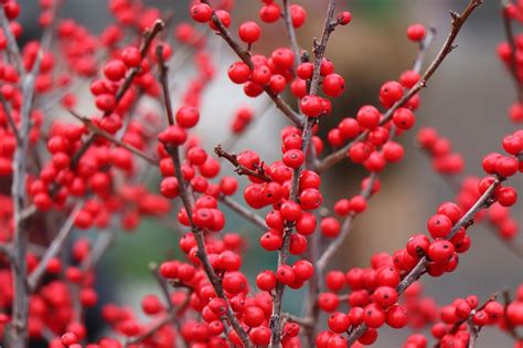 Common Holly Red Berries Christmas - Free photo on Pixabay - Pixabay