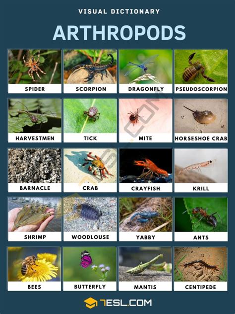 List of Arthropods | Arthropods Names with Pictures • 7ESL