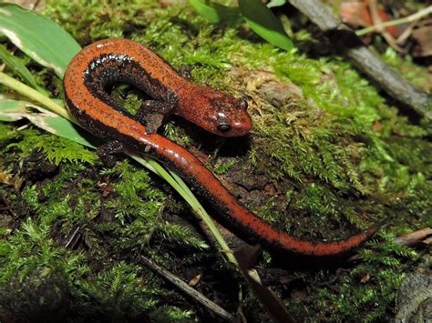 Maryland Biodiversity Project - Eastern Red-backed Salamander ...