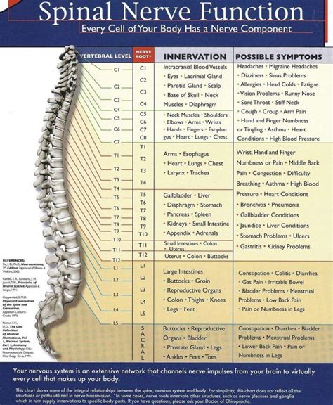 Pin by Sandra Revet Loohuis on Health | Spinal nerve, Nerves function ...