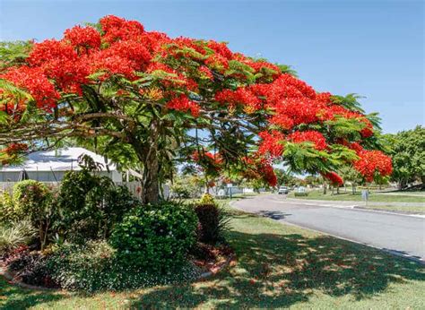 How To Care For A Royal Poinciana Tree | Lawn.com.au