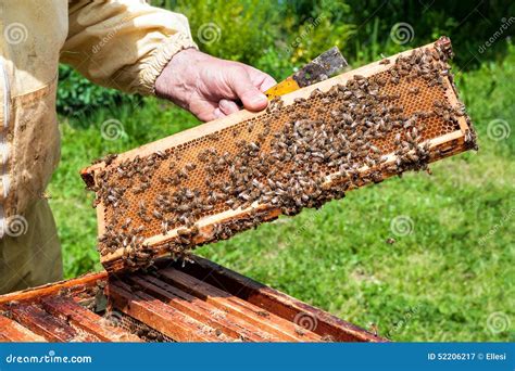 Worker bees stock image. Image of propolis, swarm, nature - 52206217