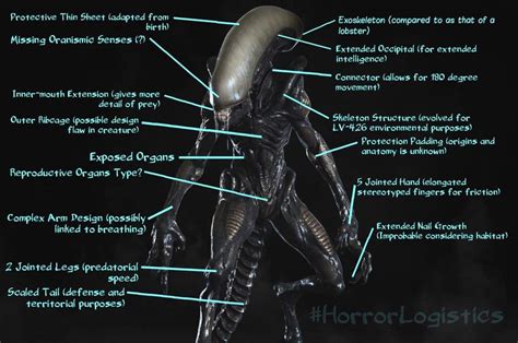 Xenomorph Anatomy