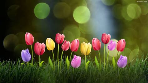 Tulip Widescreen Wallpapers 32020 - Baltana