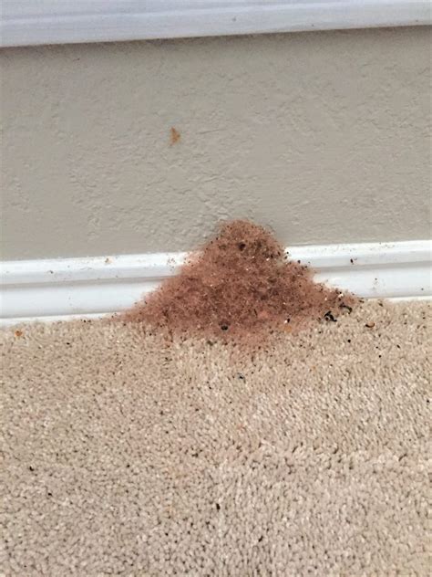 Carpenter Ant Control in Dalworthington Gardens Tx - Sureguard Termite ...