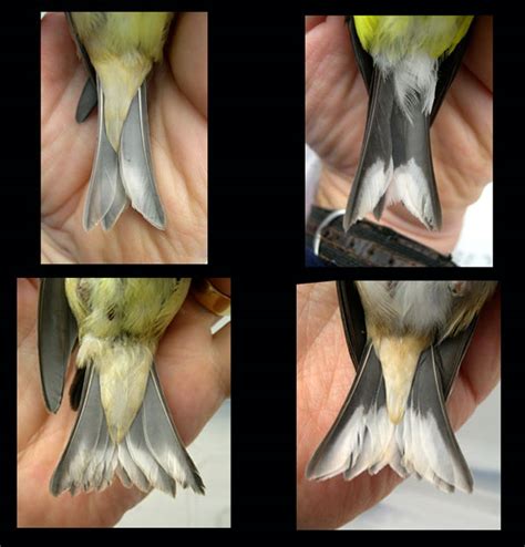 American Goldfinch Male And Female