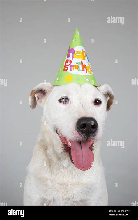 Dog wearing a birthday party hat Stock Photo - Alamy