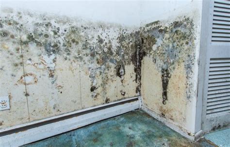 Do You Suspect Mold in Your Commercial Building? | DRS Mold Tips