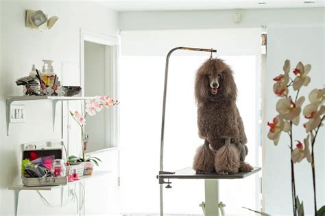 Dog Style and Grooming — Oh My Dog! Boutique Hotel & Spa