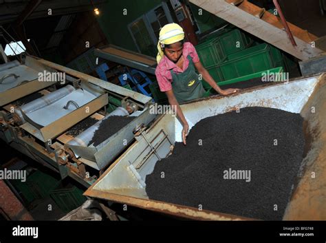 Tea factory and plantation, Nuwara Eliya, Sri Lanka, tea production ...