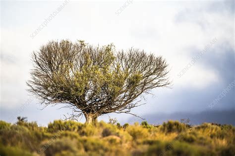 Wild olive tree - Stock Image - C049/0340 - Science Photo Library