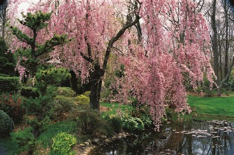 When to plant cherry blossom trees | Choosing a Location for Cherry ...