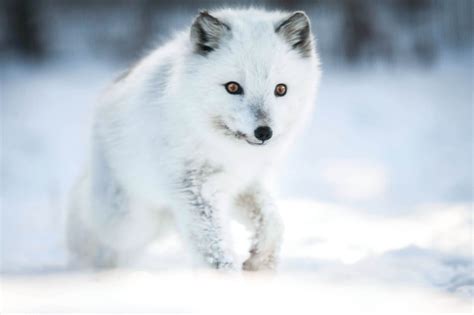 Top 10 Arctic animals: what animals can survive this freezing landscape ...