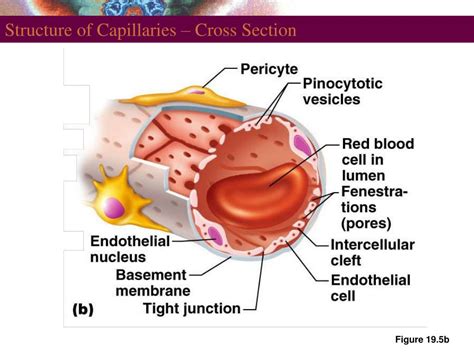 PPT - Structure of Blood Vessels PowerPoint Presentation - ID:776089