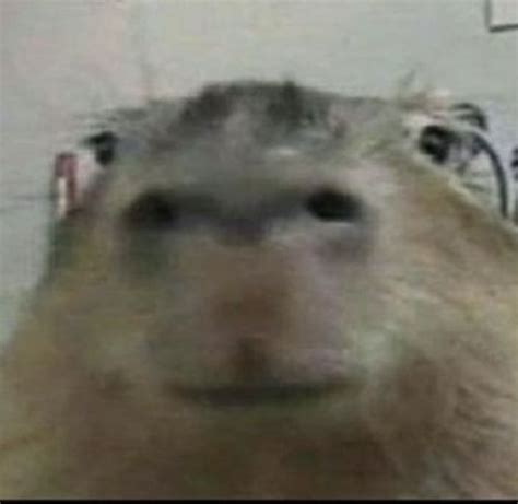 Adorable Capybara Pet