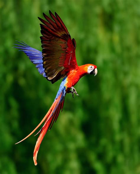 Red scarlet macaw in flight | Tropical birds, Macaw, Beautiful birds