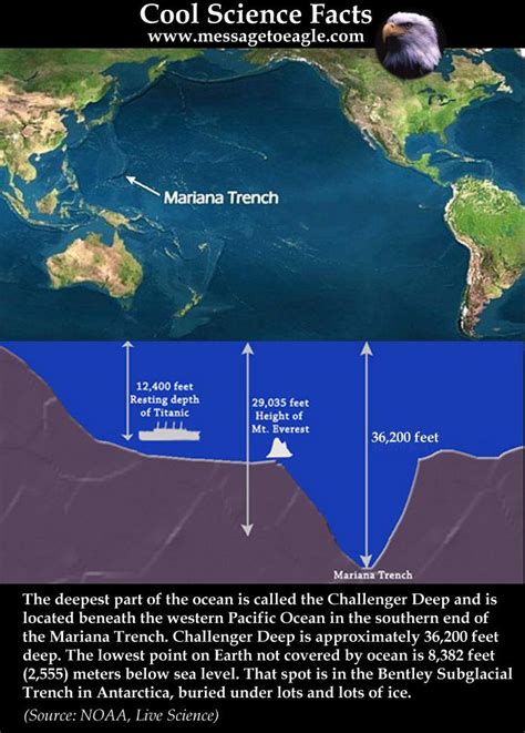 25+ best ideas about Mariana trench on Pinterest | Mariana, Scary fish ...