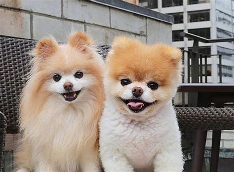 Pomeranian Boo Fiyat - Satılık & Sahiplendirme İlanları | Patibul