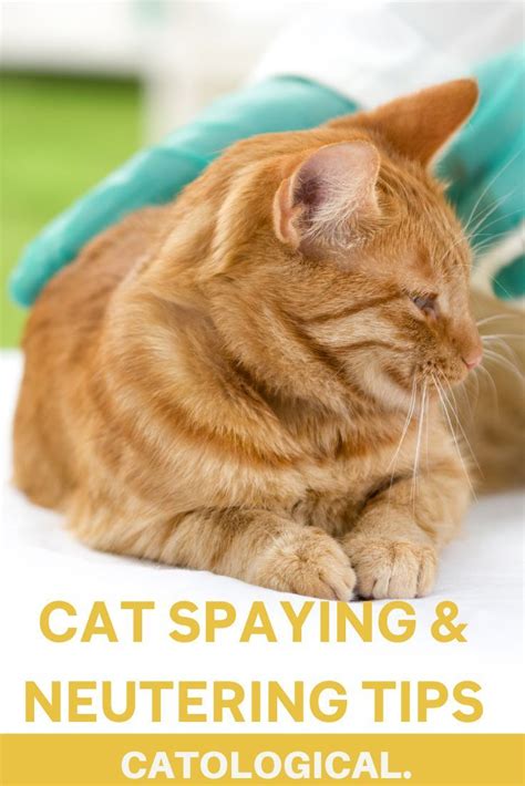 Cat spaying and neutering recovery timelines and what to expect – Artofit