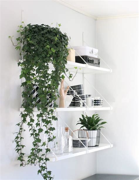 Pin by Saori on sHelvEs | Easy indoor plants, Indoor vines, Growing ...