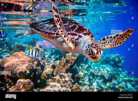 Sea turtle swims under water on the background of coral reefs. Maldives ...