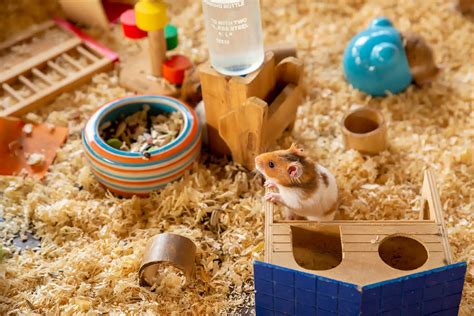 How To Choose The Right Cage Size For Syrian Hamsters: 9 Tips & FAQ ...