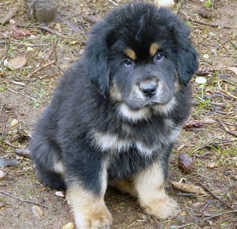 Tibetan Mastiff - All Big Dog Breeds