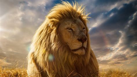 Lion King 4K Wallpapers - Top Free Lion King 4K Backgrounds ...