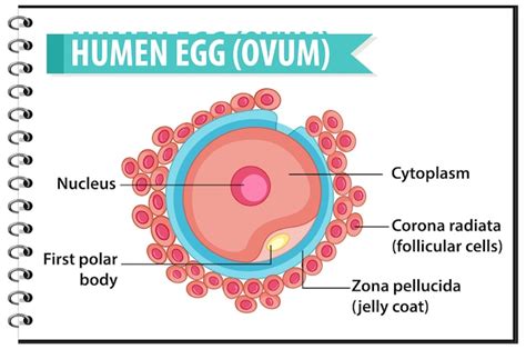 Free Vector | Human egg or ovum structure for health education infographic