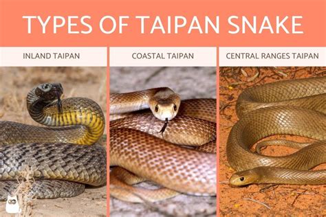 Australian Taipan Snake