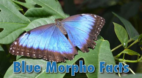 Blue Morpho Butterfly Facts, Information, Pictures & Video