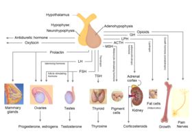 Pituitary gland - Wikipedia