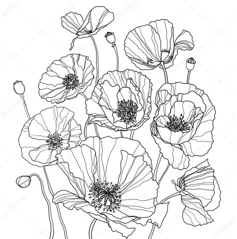 Coloring page with poppies — Stock Image #25246633 | Poppy drawing ...