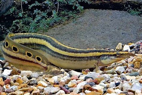 Peacock Eel (Macrognathus siamensis) | Tropical Fish Keeping