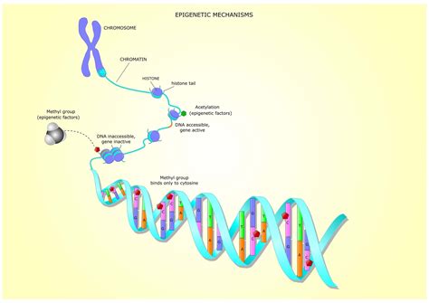 What Can Epigenetics Tell Us About How We’re Aging?