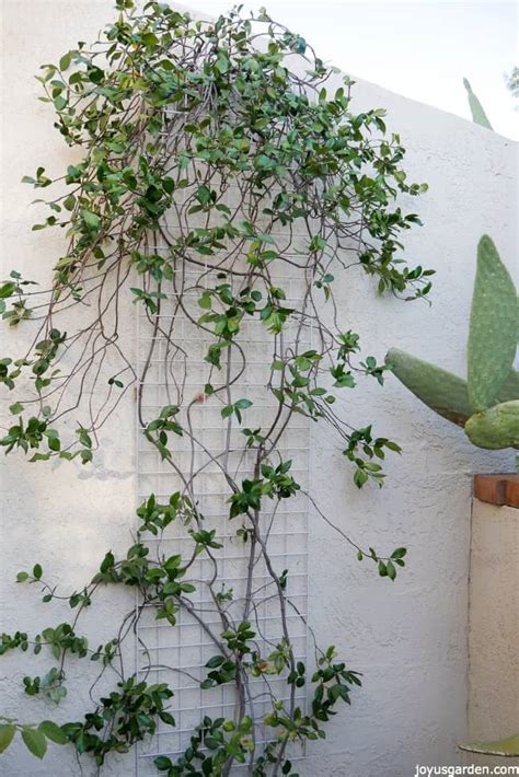 Pruning A Star Jasmine Vine: When & How To Do It