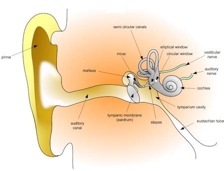 Tympanic Membrane Overview, Function & Anatomy - Lesson | Study.com