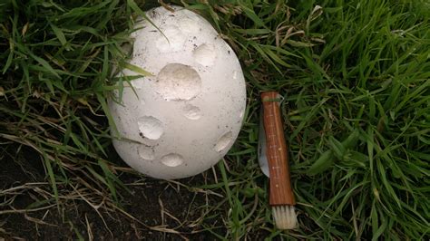 Puffballs – Identification, Distribution, Edibility – Galloway Wild Foods