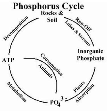 Plant Life: Phosphorus Cycle